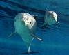 Des dauphins dans le zoo de Madrid,dcembre 2004 
ils ont l'air content,c'est normale ils vont prendre une photo:)  cheese!