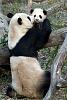 Premire sortie pour le petit  panda Washington,dcembre 2005.Help me maman