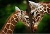 Des girafes  Francfort,avril 2006. Trop belle cette photo leurs yeux sont magnifique ils ont l'air timide.