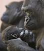 Le gorille regarde son petit de 9 mois,  Prague,en aot 2007. Fiston c'est grave ce qu'on se ressemble!