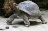 Une tortue gante des les Galapagos, ge de 70 ans, et son petit, au zoo de Zurich, mars 2008.Et alors, quoi vous tes tonn! moi aussi j'tais...