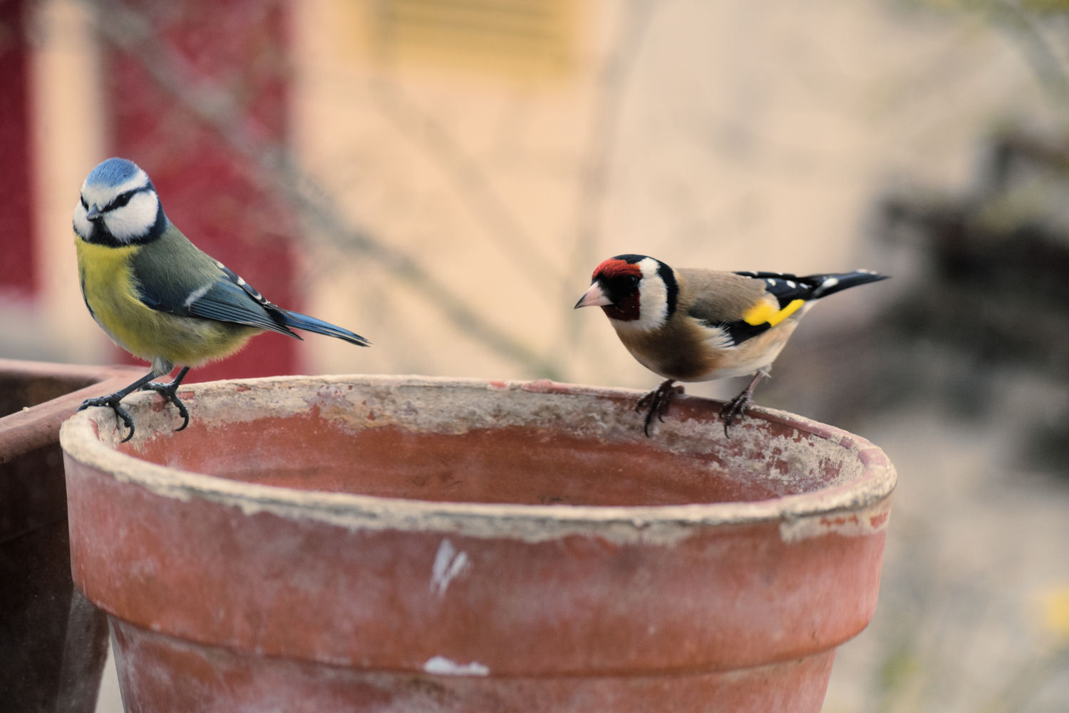 Nom : oiseaux1.jpg
Affichages : 86
Taille : 182,6 Ko