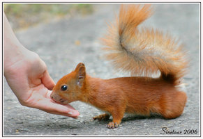 Nom : Squirrel_Risk_by_Sinetaar.jpg
Affichages : 199
Taille : 18,0 Ko