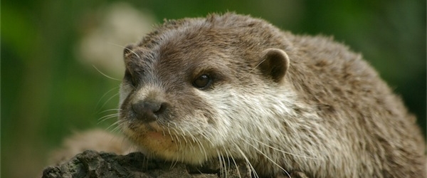 Nom : loutre.jpg
Affichages : 146
Taille : 99,8 Ko