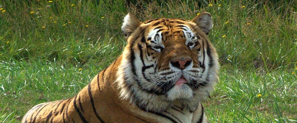 Nom : tigre.jpg
Affichages : 149
Taille : 176,4 Ko