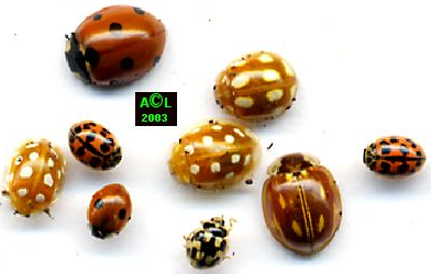 Nom : coccinelles.png
Affichages : 1028
Taille : 104,8 Ko