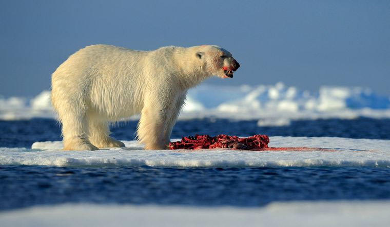 Nom : White-polar-bear-on-drifting-ice-with-killed-seal-shut.jpg
Affichages : 515
Taille : 75,9 Ko