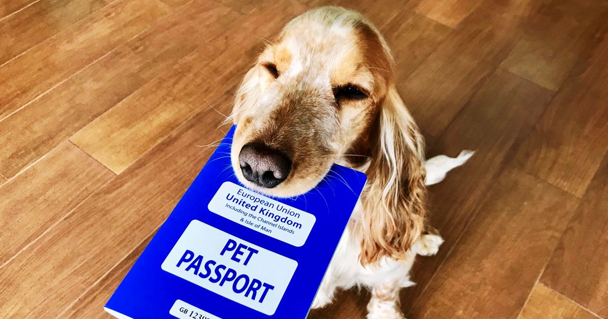 Nom : passeport-chien.jpg
Affichages : 2985
Taille : 132,7 Ko