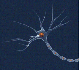 Nom : Neurone1B.png
Affichages : 3819
Taille : 147,0 Ko