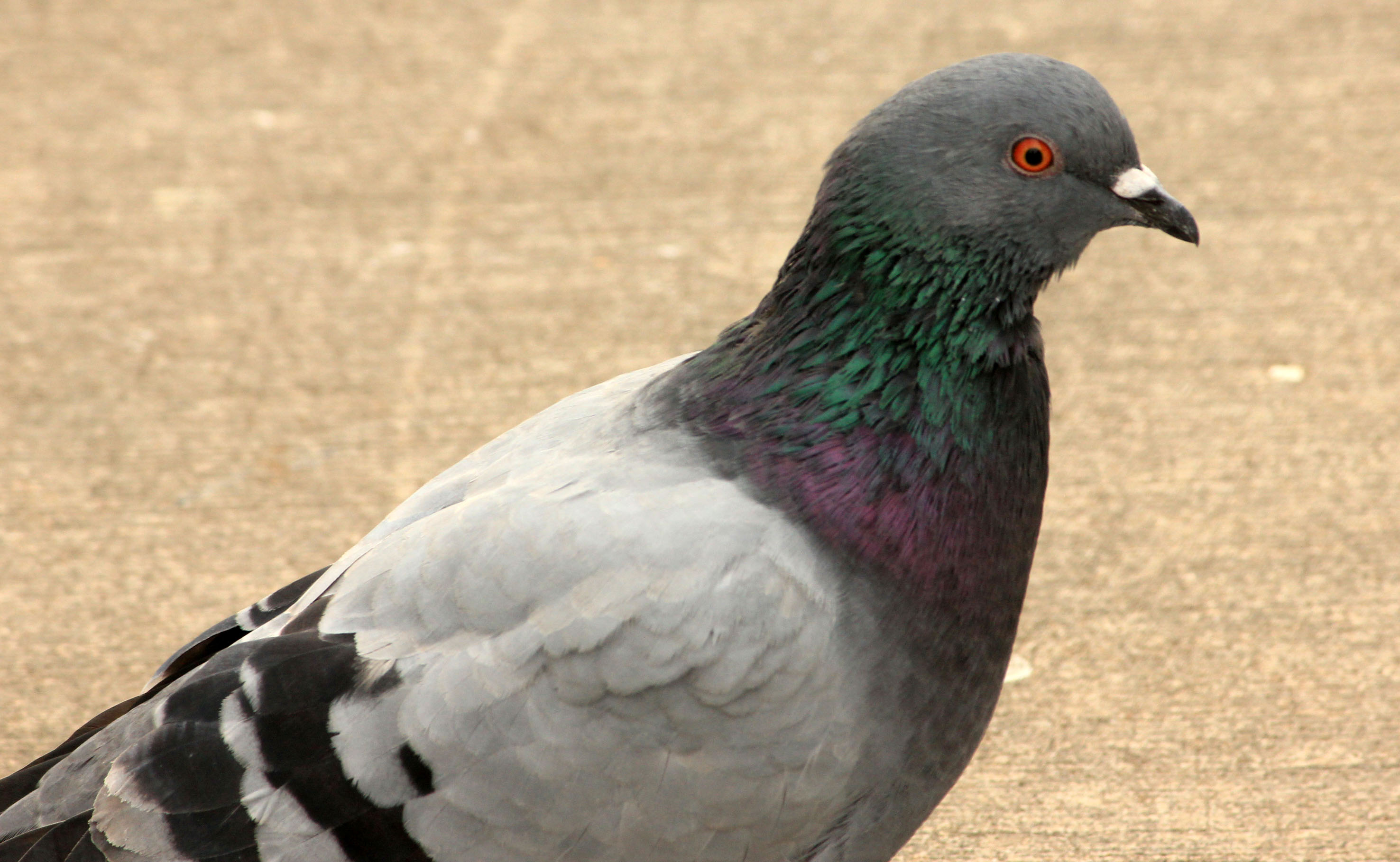 Nom : pigeon.jpg
Affichages : 677
Taille : 523,1 Ko