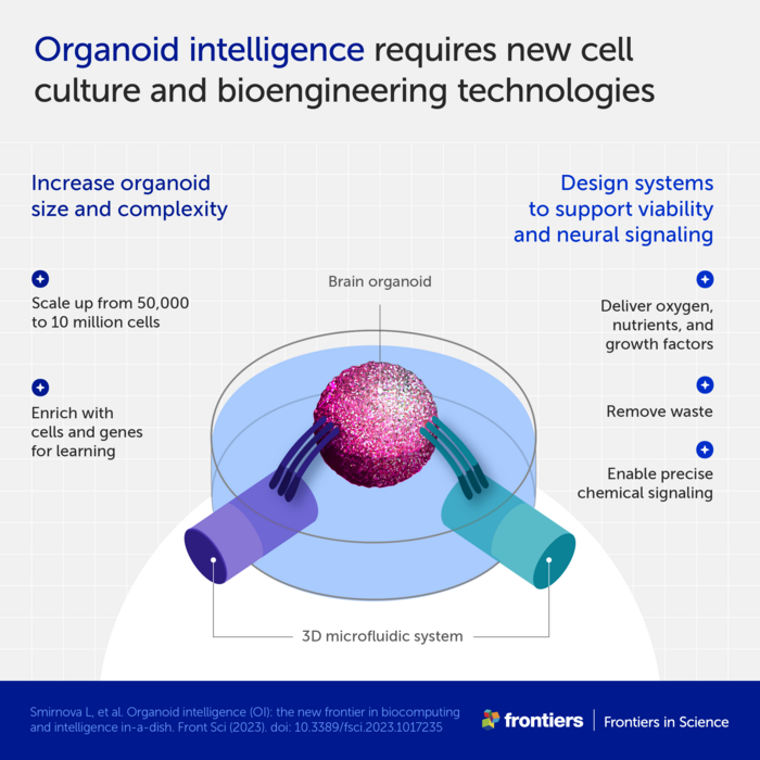 Nom : Low-Res_Infographic 2 - organoid intelligence.png.png
Affichages : 2322
Taille : 214,1 Ko