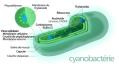 Avatar de Cyanobacterius